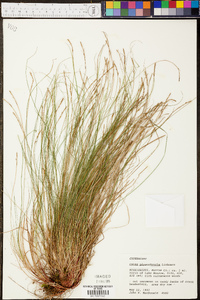 Carex physorhyncha image