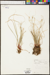 Carex physorhyncha image