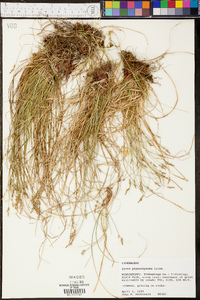 Carex physorhyncha image