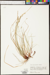 Carex physorhyncha image