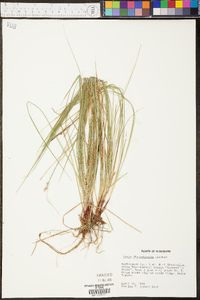 Carex physorhyncha image