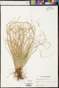 Carex physorhyncha image