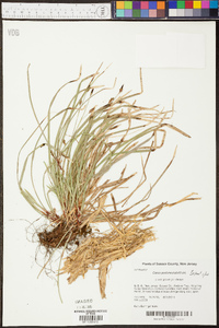 Carex pedunculata image