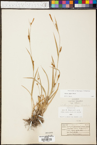 Carex pigra image