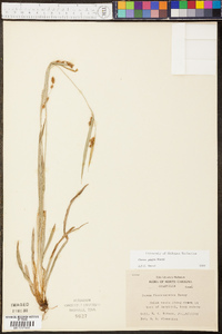 Carex pigra image