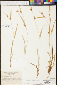 Carex pigra image