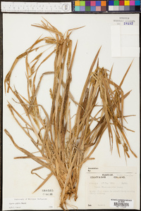 Carex pigra image