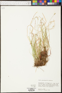 Carex physorhyncha image