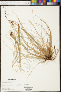 Carex physorhyncha image