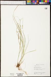 Carex retroflexa image