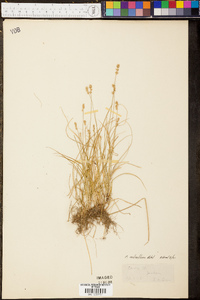 Carex retroflexa image