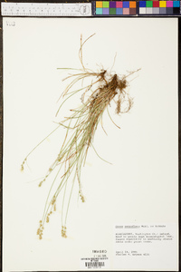 Carex retroflexa image