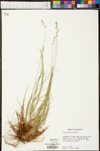 Carex retroflexa image