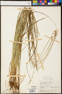 Carex retroflexa image