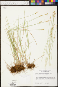 Carex retroflexa image