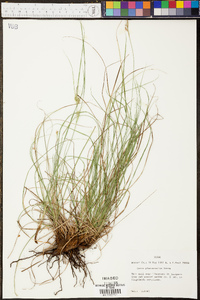 Carex planostachys image