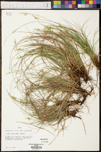 Carex planostachys image