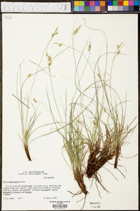 Carex planostachys image