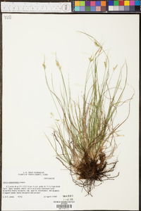 Carex planostachys image