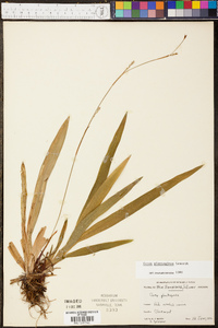 Carex plantaginea image