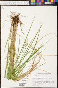 Carex ruthii image