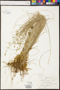 Carex ruthii image