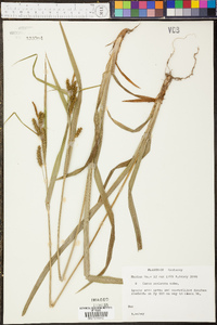 Carex scabrata image