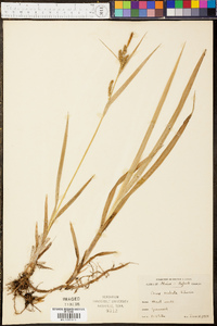 Carex scabrata image