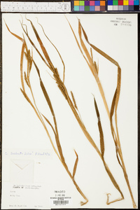 Carex scabrata image