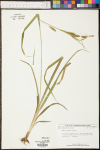 Carex scabrata image