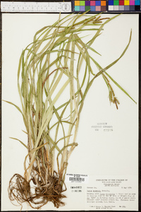 Carex scabrata image