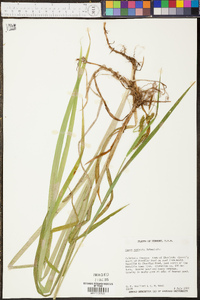 Carex scabrata image