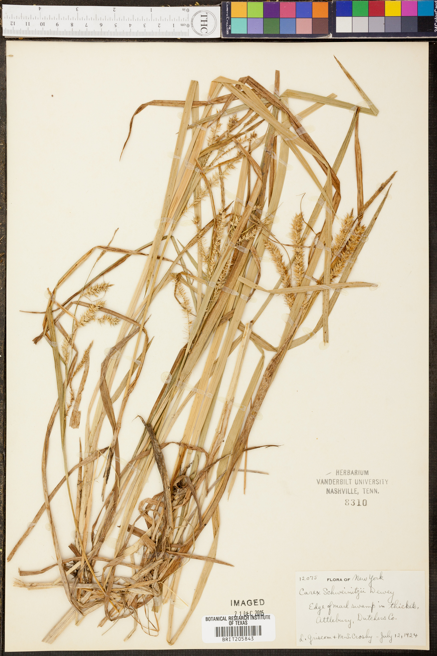 Carex schweinitzii image