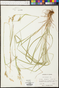 Carex sprengelii image