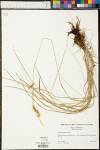 Carex sprengelii image