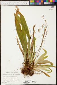 Carex plantaginea image