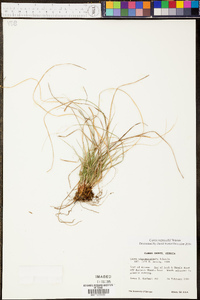 Carex reznicekii image