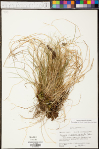 Carex reznicekii image