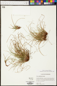 Carex reznicekii image