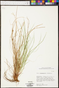 Carex reznicekii image