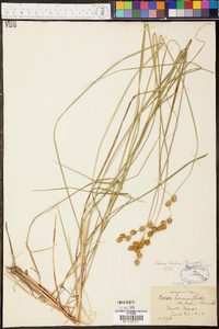 Carex richii image