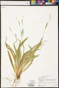 Carex platyphylla image