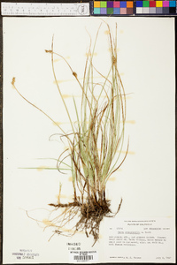 Carex praegracilis image