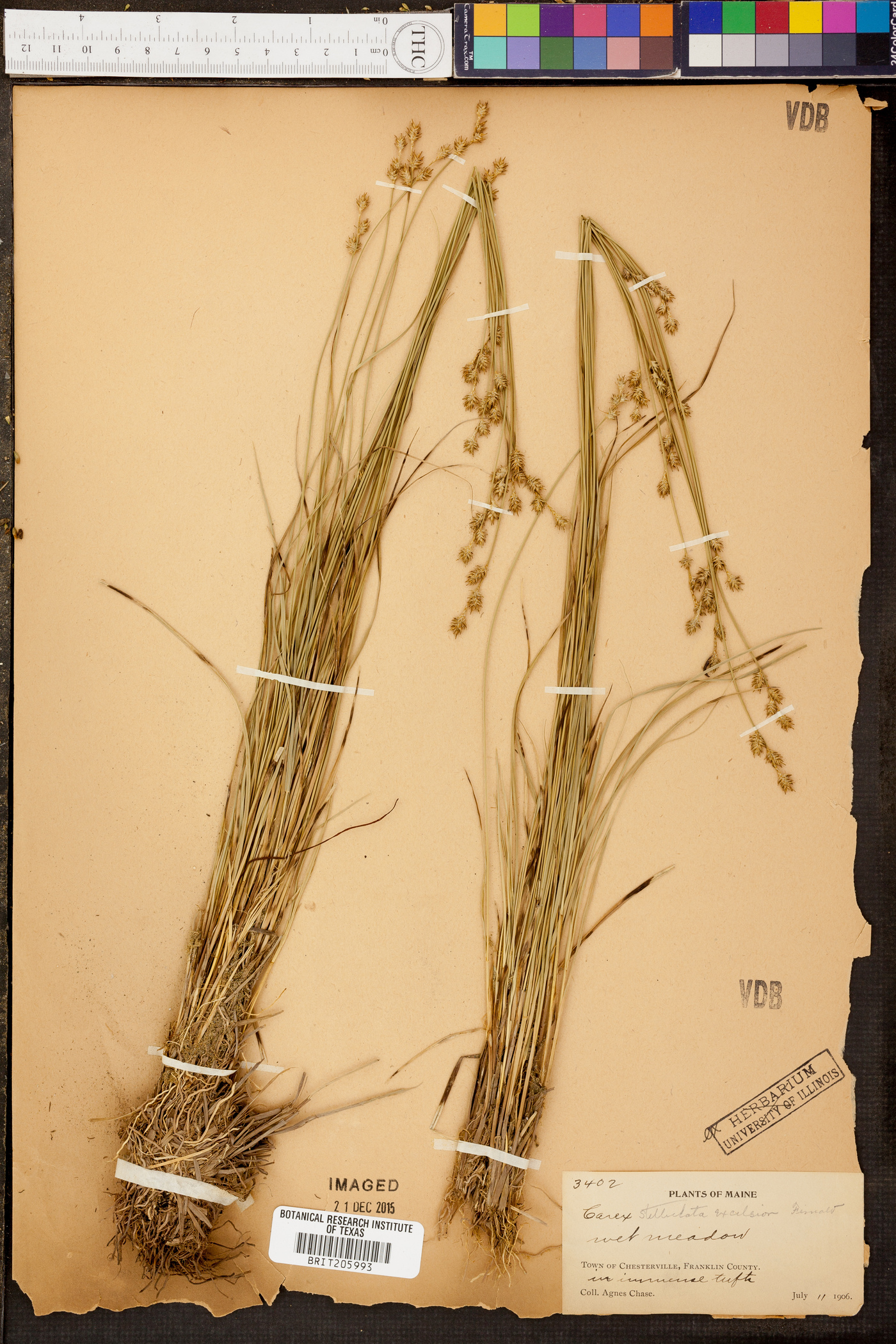 Carex stellata image