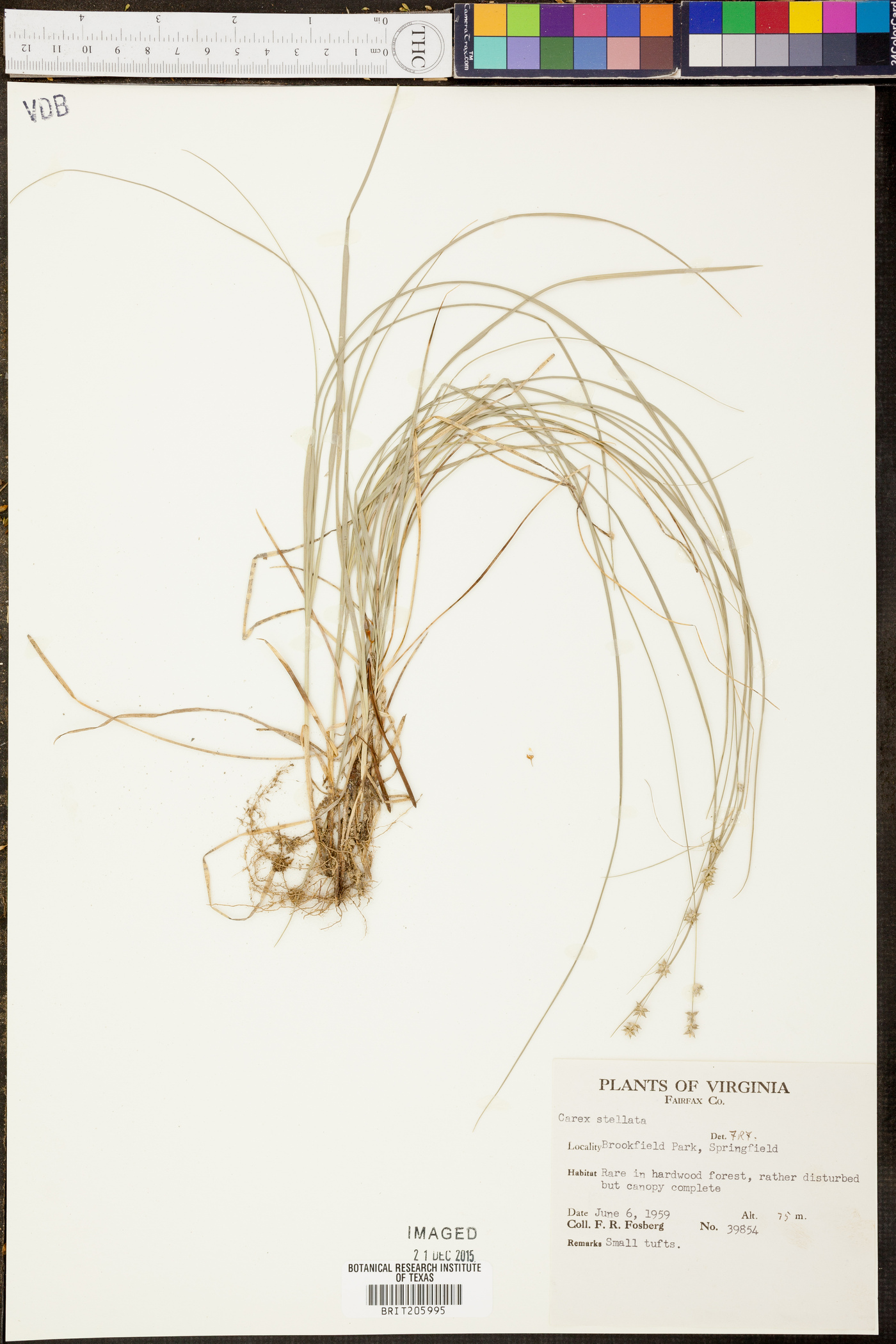 Carex stellulata image