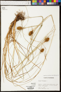 Carex squarrosa image