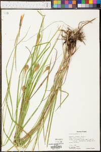 Carex squarrosa image