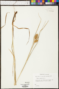 Carex squarrosa image