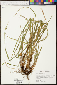 Carex squarrosa image