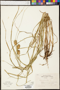 Carex squarrosa image